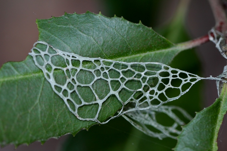 ramalina